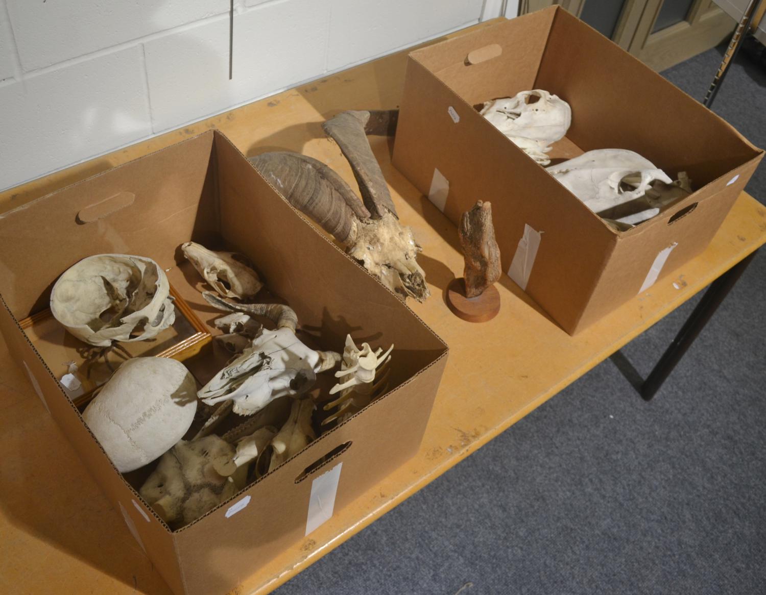 British primitive goat horns on upper skull, a quantity of animal skulls and a part human skull,