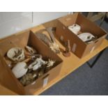 British primitive goat horns on upper skull, a quantity of animal skulls and a part human skull,