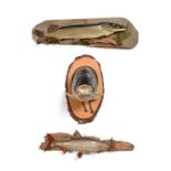 Three Taxidermy Fish Mounts - jack pike, roach and a grass carp head