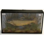 A Cased Cooper Brown Trout, preserved and mounted amidst leaves and grasses in an ebonised