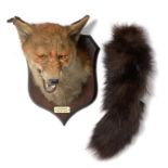 A Spicer Fox Mask on Shield Shaped Oak Plaque, labelled 'Hazlewood Jan 3rd 1945', the plaque stamped