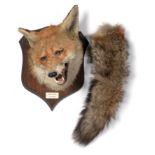 A Spicer Fox Mask on a Shield Shaped Oak Plaque, labelled 'Walton Head 7th Nov 1956', the plaque