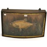 A Cased Taxidermy Bream, preserved and mounted amidst reeds and grasses, in an ebonised bow