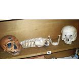 An Armadillo shell, a human skull, a fossilised jawbone, and a resin replica of a Cro-Magnor skull