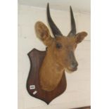 Taxidermy: African gazelle head mounted on shield-shaped board