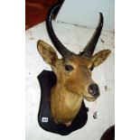 Taxidermy: African antelope's head with horns