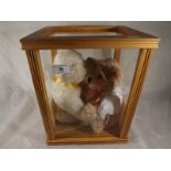 Steiff bears - a glazed display case con