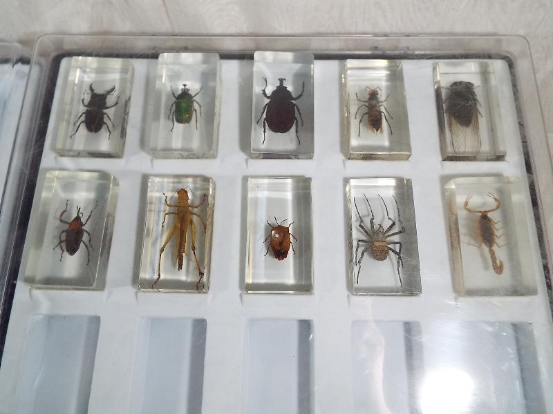 A collection of specimens set in acrylic - Image 2 of 3
