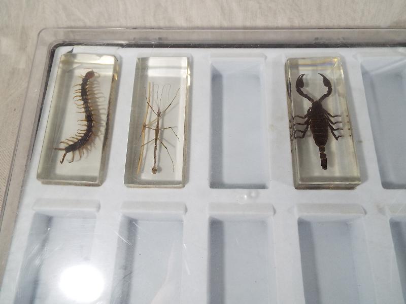 A collection of specimens set in acrylic - Image 3 of 3