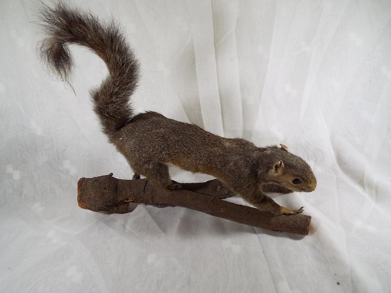 Taxidermy - A grey squirrel mounted on wooden plinth