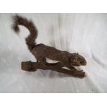 Taxidermy - A grey squirrel mounted on wooden plinth