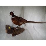 Taxidermy - a cock pheasant, mounted on wooden plinth