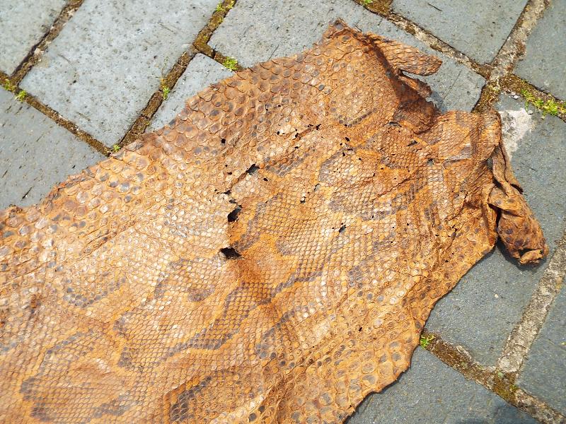 A snakeskin, - Image 3 of 4