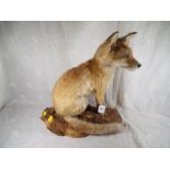 Taxidermy - A depiction of a fox cub, seated on a log,