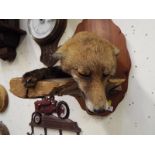 Taxidermy - a fox mounted on a wall plaque