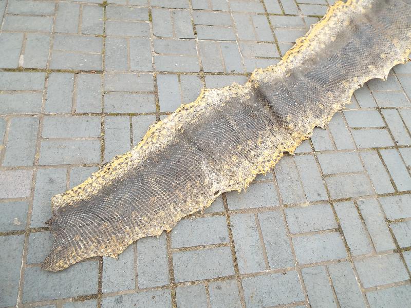 An anaconda snakeskin approx 520 cm (l) - Image 2 of 4