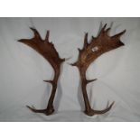 Taxidermy - a pair of antlers,