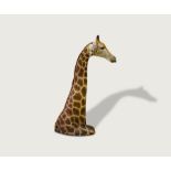 Taxidermy Giraffe C,1960 Taxidermy Giraffe from Copenhagen zoo ,Denmark. very good overall condition