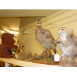Collection of taxidermy (6)