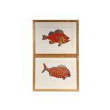 MATTHEW SMITH (Contemporary Camden, ME) - Two Aquatint Etchings : "Red Fish", 1992, 7/100, PLUS "The