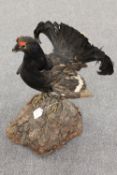 A taxidermy bird on naturalistic plinth - Black grouse, height 50 cm. CONDITION REPORT: Good