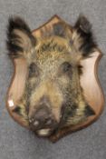 A taxidermy boar's head, on oak shield.