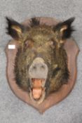 A taxidermy boar's head, on oak shield.