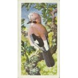 BROOKE BOND, complete (10), inc. Bird Portraits, Out into Space, British/African/Asian Wild Life,