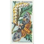 ADKIN, Butterflies & Moths, complete, EX, 50