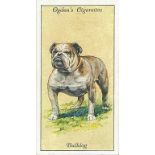 OGDENS, Dogs, complete, VG to EX, 50