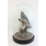 Victorian Taxidermy Parrot Under a dome, on wood stand. Approx. 20" H. From a  NYC collector's 40