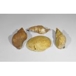 Geological Fossil Gastropod and Pelecypod Specimen Group Pleistocene Period, 2.5 million-12000 years