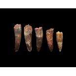 Geological Fossil Spinosaurus Dinosaur Tooth Group Cretaceous, 112-125 million years BP. A group