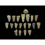 Geological Fossil Mosasaur Dinosaur Tooth Collection Cretaceous Period, 180 million years BP. A