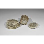 Geological Polished Fossil Tree Specimen Collection Three examples of fossil wood (petrified