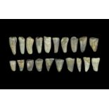 Geological Fossil Mosasaur Dinosaur Tooth Collection Cretaceous Period, 180 million years BP. A
