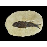 Geological Wyoming Diplomystus Fish Fossil Eocene, 56 million BP. A fine specimen of a complete