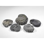 Geological British Ammonite Fossil Collection Jurassic Period, 199-189 million years BP. A group