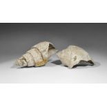 Geological Large Fossil Gastropod Specimen Group Eocene Period, 50 million years BC. A group of