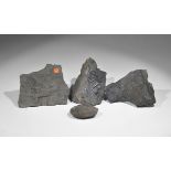 Geological Fossil Specimen Collection Carboniferous Period, 300 million years BC. A group of four