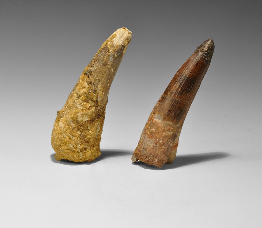 Natural History - Large Fossil Spinosaurus Dinosaur Tooth Pair