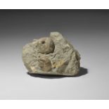 Natural History - Fossil Gastropod and Cystoid Group