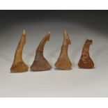 Natural History - Fossil Sawfish Rostral Teeth