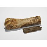 Natural History - Horse Leg Bone and Tooth