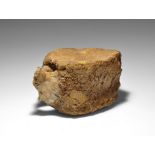 Natural History - Fossil Edmontosaurus Dinosaur Vertebra