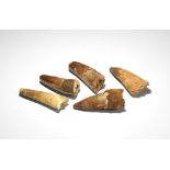 Natural History - Spinosaurus Dinosaur Teeth Group