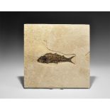 Natural History - Diplomystus Fossil Fish in Matrix