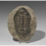 Natural History - Phacops Rana Trilobite on Matrix