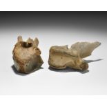 Natural History - Horse and Deer Fossil Vertebra Group