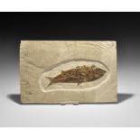 Natural History - Knightia Fossil Fish in Matrix